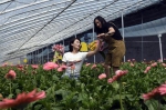 鲜花种植助脱贫 - 中国甘肃网