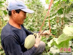 7月初，在大田蜜瓜还处于生长期时，瓜州县瓜州镇连体大棚的蜜瓜已陆续成熟上市。图为瓜农采摘蜜瓜。　王昭琪 摄 - 甘肃新闻