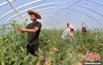 西峰区什社乡任岭村设施蔬菜基地的西红柿种植大棚里，工人们正在绑拉绳。(资料图) 盘小美 摄 - 甘肃新闻