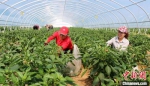 蔬菜基地工人们正在管护辣椒苗。(资料图) 盘小美 摄 - 甘肃新闻