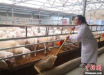 图为7月中旬，张雅萍给羊喂食饲料。　史静静 摄 - 甘肃新闻