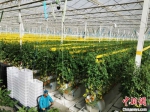 2020年4月，甘肃民乐县境内戈壁上兴建的新型农业设施。(资料图) 殷春永 摄 - 甘肃新闻