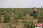 7月下旬，农户正在金塔县荒漠戈壁上采收苁蓉籽。　卢玉 摄 - 甘肃新闻