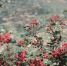 图为甘肃陇南市武都区色泽鲜艳的花椒。(资料图) 闫姣 摄 - 甘肃新闻