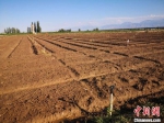 图为7月底播种的蔬菜基地。　刘薛梅 摄 - 甘肃新闻