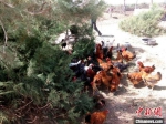 图为瓜州县锁阳城镇农丰村农户散养鸡。(资料图) 杜莹杰 摄 - 甘肃新闻