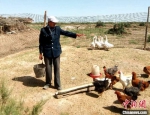 7月下旬，瓜州县锁阳城镇农户正在给鸡投食。　杜莹杰 摄 - 甘肃新闻