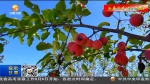 【短视频】徽县：产业发展开通农民增收的“绿色银行” - 甘肃省广播电影电视