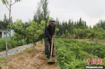 搬迁村民在自家水浇地里干农活。(资料图) 李文 摄 - 甘肃新闻