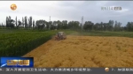 【短视频】甘肃省夏收小麦机械化率达到87.9% - 甘肃省广播电影电视