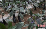7月中旬，甘肃临泽工业园区内施加了新型肥料的菜地。　杨艳敏 摄 - 甘肃新闻