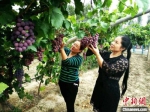 图为甘肃酒泉市金塔县，游客体验采摘葡萄。(资料图) 卢玉 摄 - 甘肃新闻