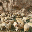 图为瓜州县养殖户放养羊群。(资料图) 卢晓倩 摄 - 甘肃新闻