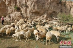 图为瓜州县养殖户放养羊群。(资料图) 卢晓倩 摄 - 甘肃新闻