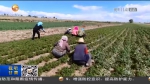 【短视频】甘肃：发展特色产业 找准增收路径 - 甘肃省广播电影电视