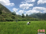 图为岷县茶埠镇大竜村村民邱科文和母亲在黄芪地里除草。　高莹 摄 - 甘肃新闻
