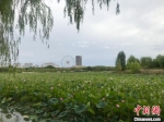 图为甘州城区一公园内，满池荷花含苞待放。　闫姣 摄 - 甘肃新闻