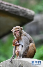 （环境）（1）重庆渝北：生态环境改善 野生猕猴聚集 - 人民网