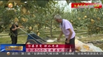 【短视频】静宁：“红果果”变身致富“金蛋蛋” - 甘肃省广播电影电视