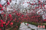 图为甘肃天水市麦积区石佛镇大坪村的苹果。(资料图) 李峰勇 摄 - 甘肃新闻