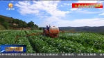 【短视频】定西市安定区：做强做大马铃薯产业助农脱贫致富 - 甘肃省广播电影电视