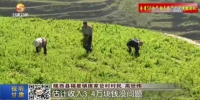 【短视频】陇西：特色产业拓宽农民致富路 - 甘肃省广播电影电视