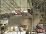图为米红军养的兔子用自动感应水管喝水。　梁璐 摄 - 甘肃新闻