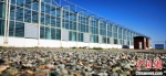 图为在戈壁滩上建起的日光温室。　魏建军 摄 - 甘肃新闻