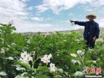 图为称钩驿镇阳坡村74岁村民刘向信在地里做些力所能及的农事。　张婧 摄 - 甘肃新闻