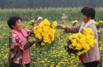 河北临西：鲜切菊花俏市场 - 中国甘肃网