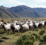 图为甘南牧民放牛。（资料图）安多集团供图 - 甘肃新闻