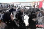 图为企业到牧民家收购牦牛。(资料图)安多集团供图 - 甘肃新闻