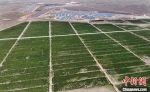 2020年，天祝县共种植藜麦11.6万亩，已占全国种植面积1/3。　高展 摄 - 甘肃新闻