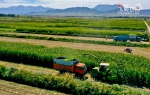 【“飞阅”甘肃】张掖：20万亩青贮玉米开机收割（组图） - 中国甘肃网