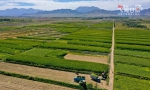 【“飞阅”甘肃】张掖：20万亩青贮玉米开机收割（组图） - 中国甘肃网