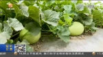 【短视频】甘肃：特色产业铺就致富路 - 甘肃省广播电影电视