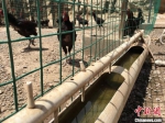 图为村民刘剑伟成立的养殖场中，用自来水饲养的黑乌鸡。　张婧 摄 - 甘肃新闻