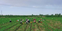 图为采摘工人在基地收割香菜。　田摩太 摄 - 甘肃新闻