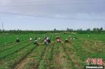 图为采摘工人在基地收割香菜。　田摩太 摄 - 甘肃新闻