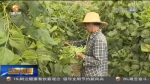 【短视频】武山：豆角结出致富“金豆子” - 甘肃省广播电影电视