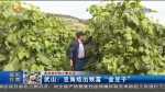 【短视频】武山：豆角结出致富“金豆子” - 甘肃省广播电影电视