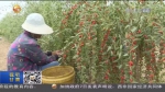 【短视频】甘肃：特色优势产业让“红宝石” 结出“致富果” - 甘肃省广播电影电视
