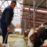 图为临夏州广河县“母牛超市”养殖基地。(资料图) 魏建军 摄 - 甘肃新闻