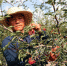 图为平川区共和镇村民发展花椒产业。　刘玉桃 摄 - 甘肃新闻