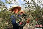 图为平川区共和镇村民发展花椒产业。　刘玉桃 摄 - 甘肃新闻