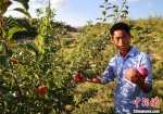 图为张荣介绍他的无农药、自然生长的苹果。　刘玉桃 摄 - 甘肃新闻