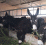 图为寇明林发展黑驴产业，如今她养殖120多头黑驴。　刘玉桃 摄 - 甘肃新闻