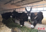 图为寇明林发展黑驴产业，如今她养殖120多头黑驴。　刘玉桃 摄 - 甘肃新闻
