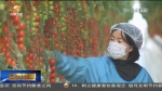 【短视频】张掖：戈壁滩变身百姓脱贫致富“聚宝盆” - 甘肃省广播电影电视