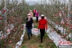 灵台县因地制宜发展苹果产业。图为农民采摘“丰收果”。(资料图) 灵台县委宣传部供图 - 甘肃新闻